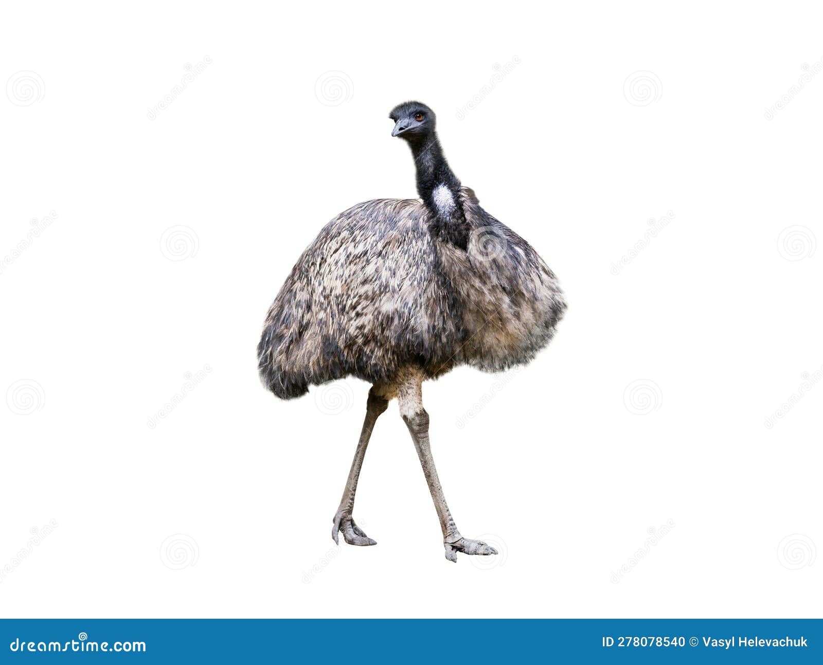 Emu Ostrich Isolated on White Stock Photo Image of wildlife, cute