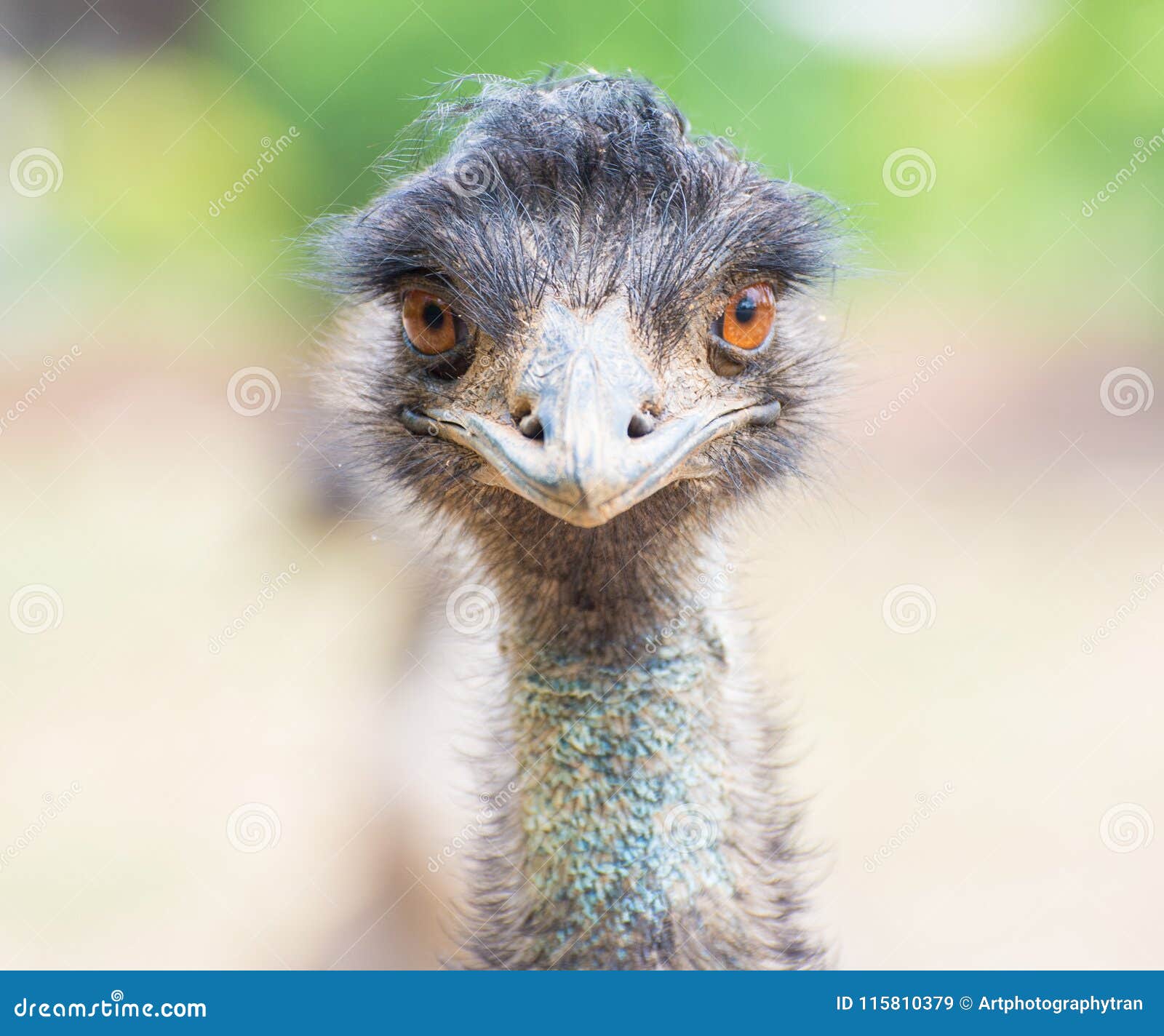 emu or ostrich looking straight with two orange eyes
