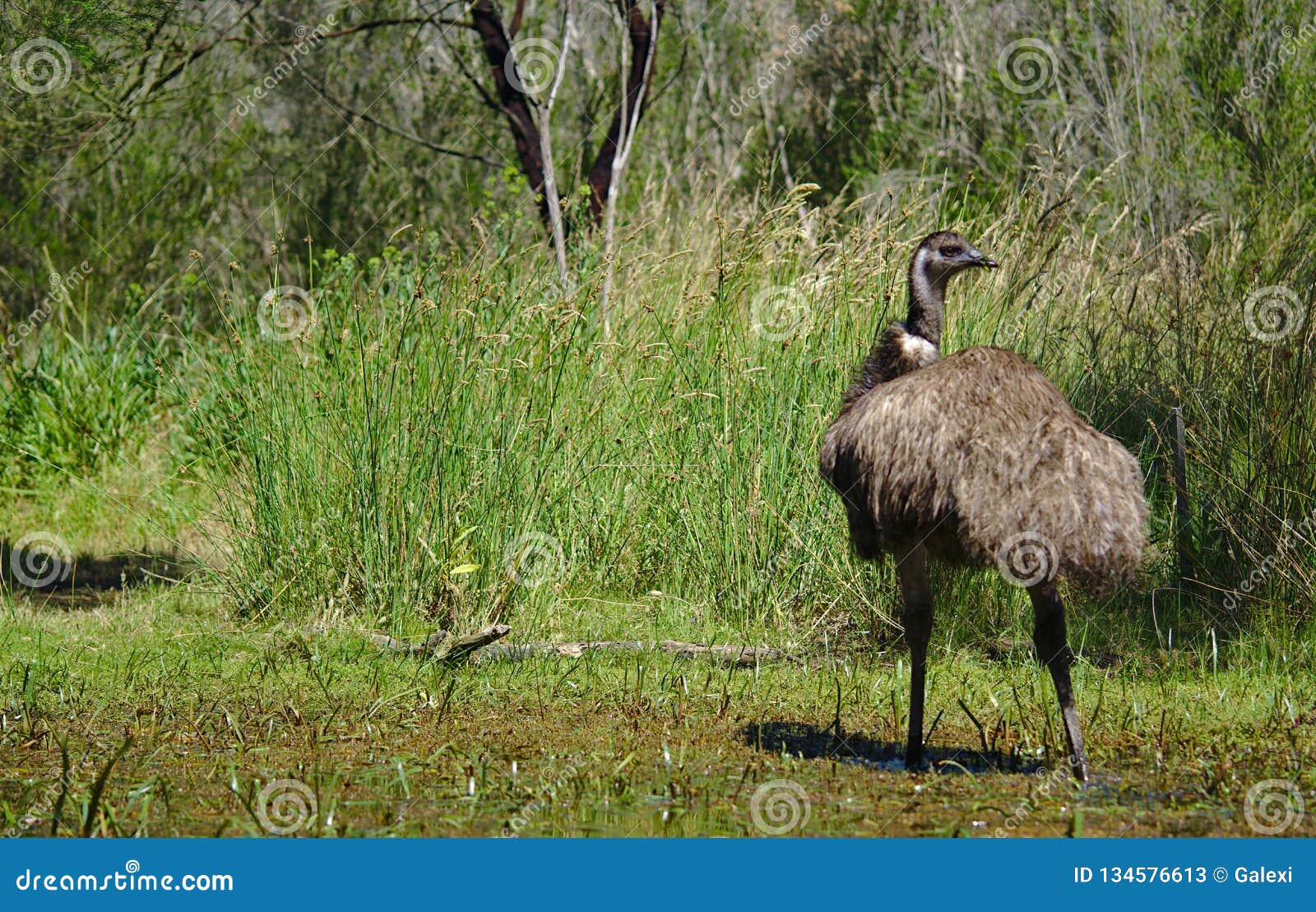 emu turning head to right side