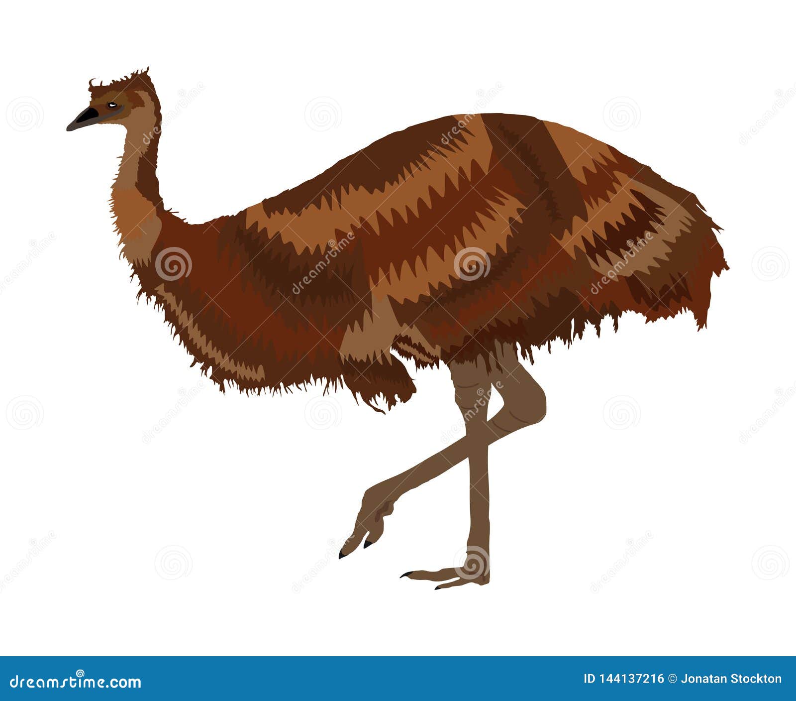 Emu Vector Illustration Isolated on White Background. Emu Bird. Cartoon  Character. Australian Endemic Emu Stock Illustration - Illustration of  animal, dromaius: 144137216