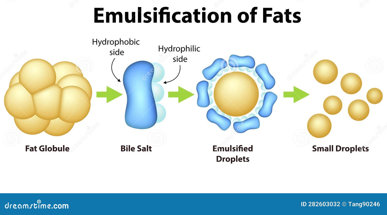 Emulsification Cartoons Illustrations Vector Stock Images 51 emulsification-cartoons-illustrations-vector-stock-images-51