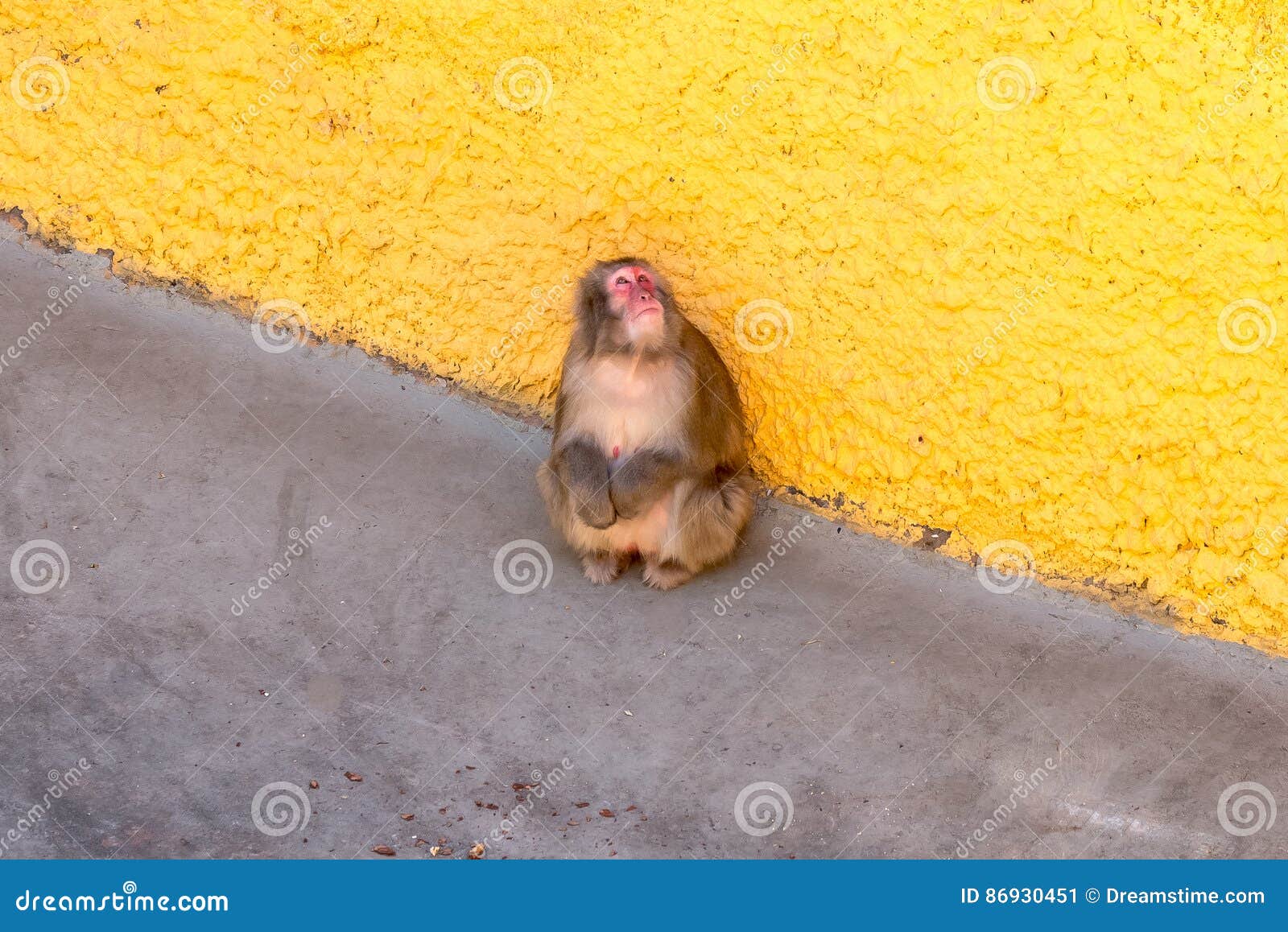 En apa i en zoo fotografering för bildbyråer. Bild av macaque - 86930451