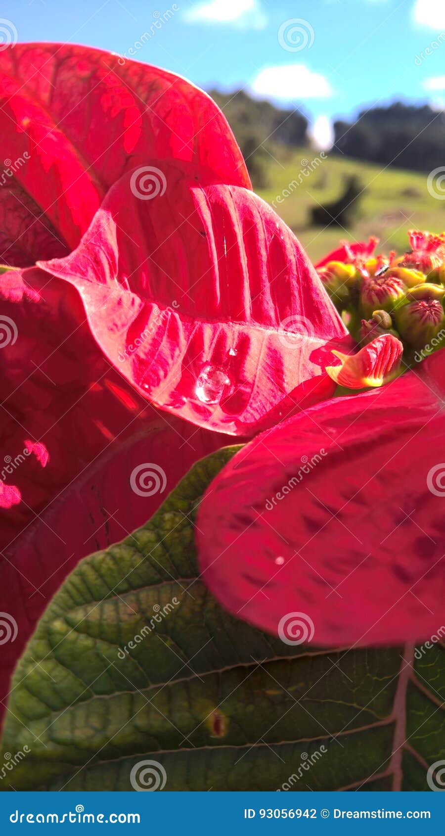 En droppe av vatten i rött. Röd jul blommar med några magnificient vattensmå droppar