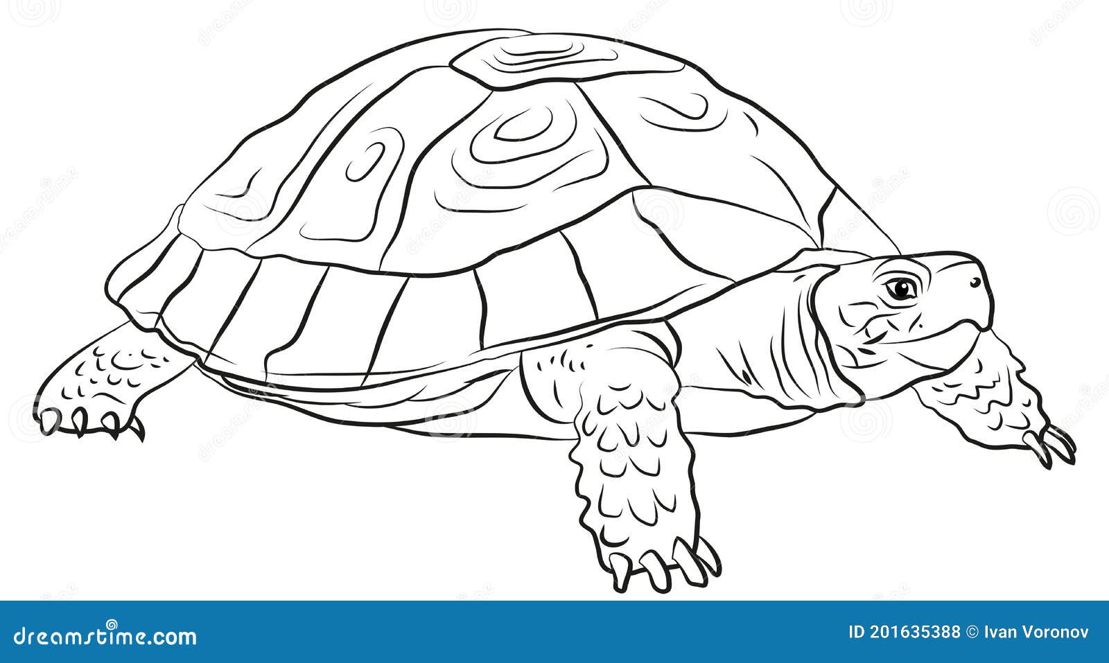 En El Mundo Animal. Imagen De La Tortuga. Coloración De Dibujo En Blanco Y Negro. Stock de ilustración - Ilustración de arrastre, salvaje: 201635388 En El Mundo Animal. Imagen De La Tortuga. Coloración De Dibujo En Blanco Y Negro. Stock de ilustración - Ilustración de arrastre, salvaje: 201635388