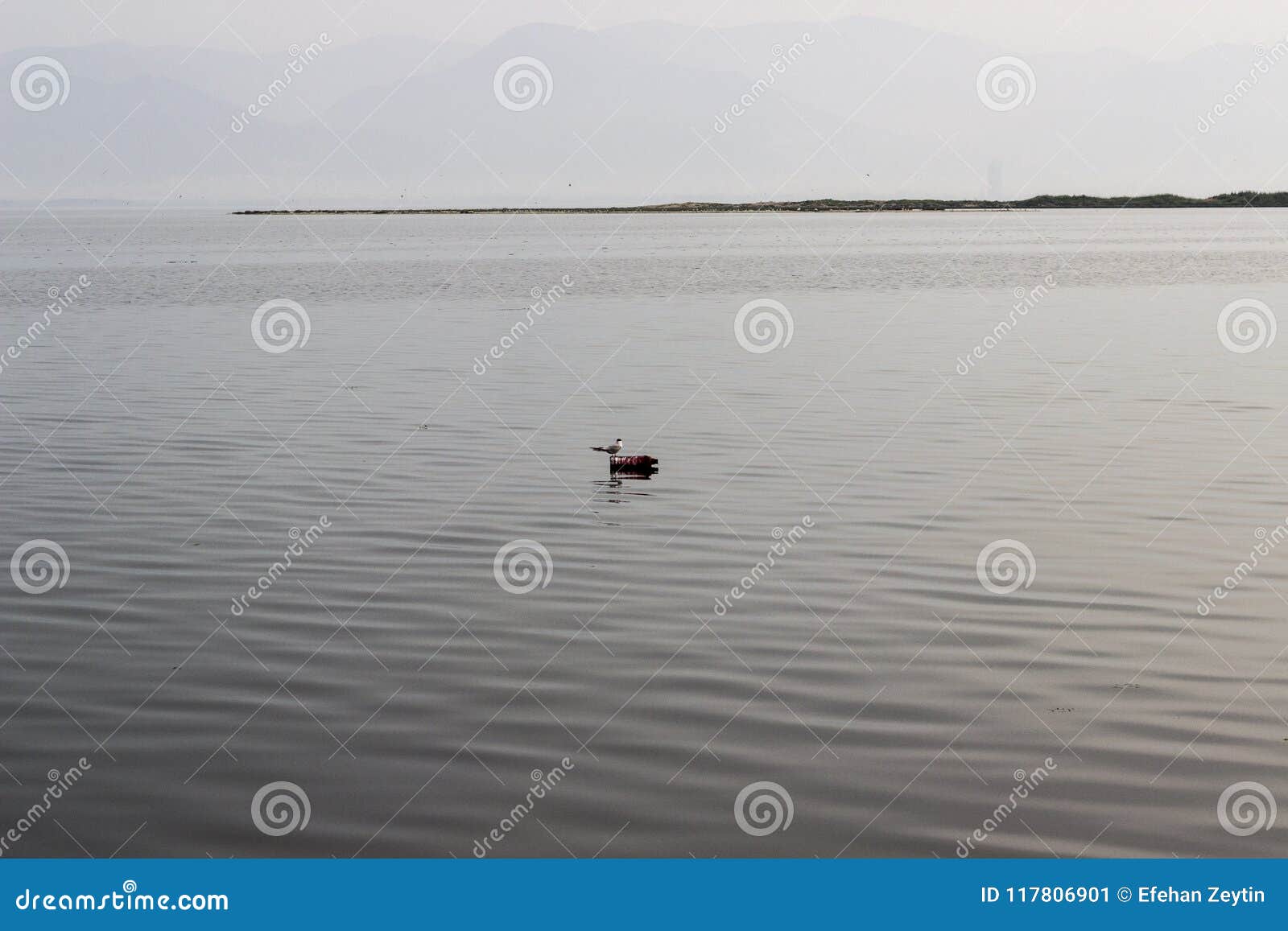 En fågel på en plast- flaska på havet. Fotoet har tagit från Mavisehir/Izmir En ensam fågel blev på en plast- flaska Också bra sikt av havet och de avlägsna bergen