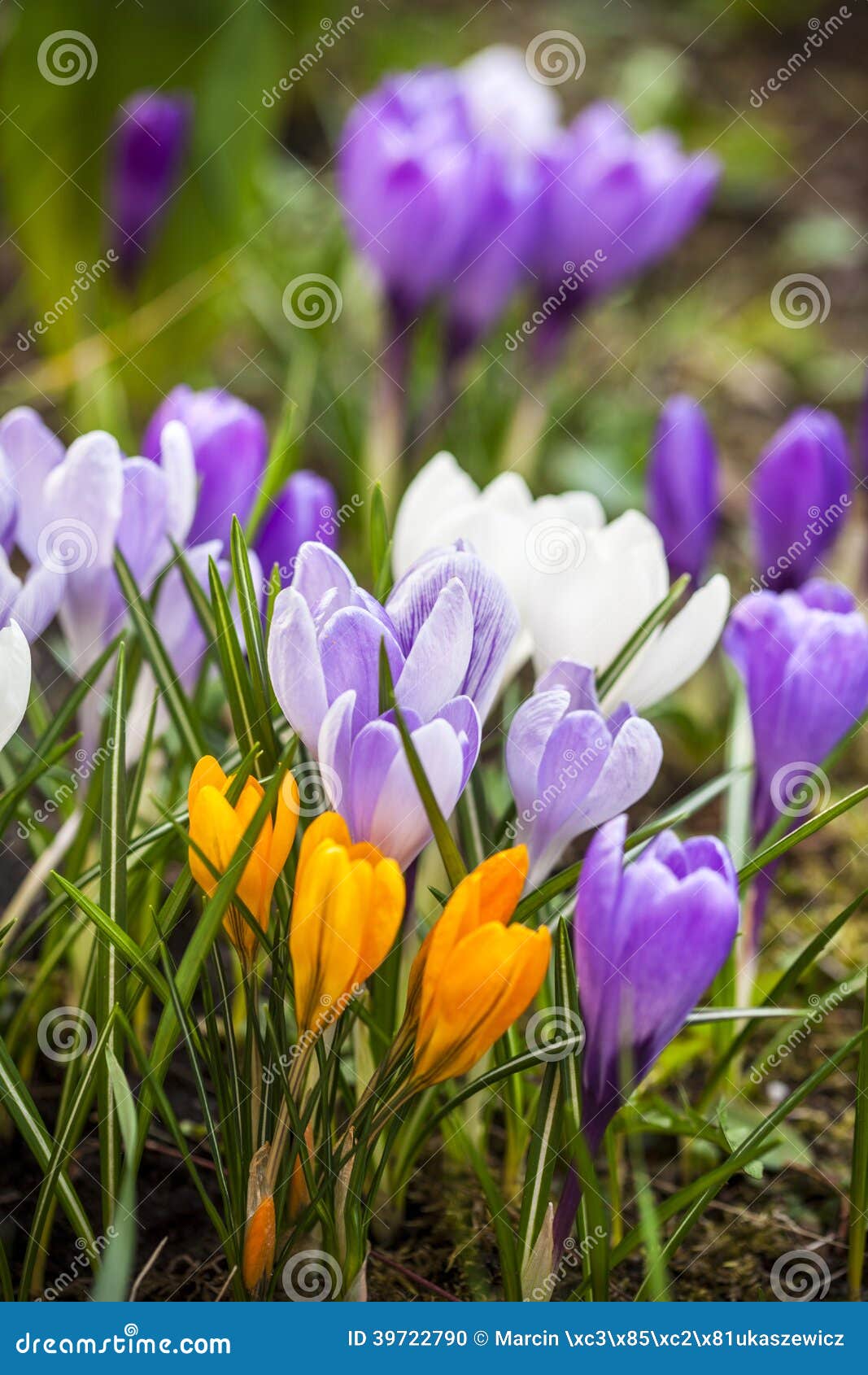 En Gros Plan De Petites Fleurs Violettes De Jardin De Crocus Photo stock -  Image du floraison, fleurs: 39722790