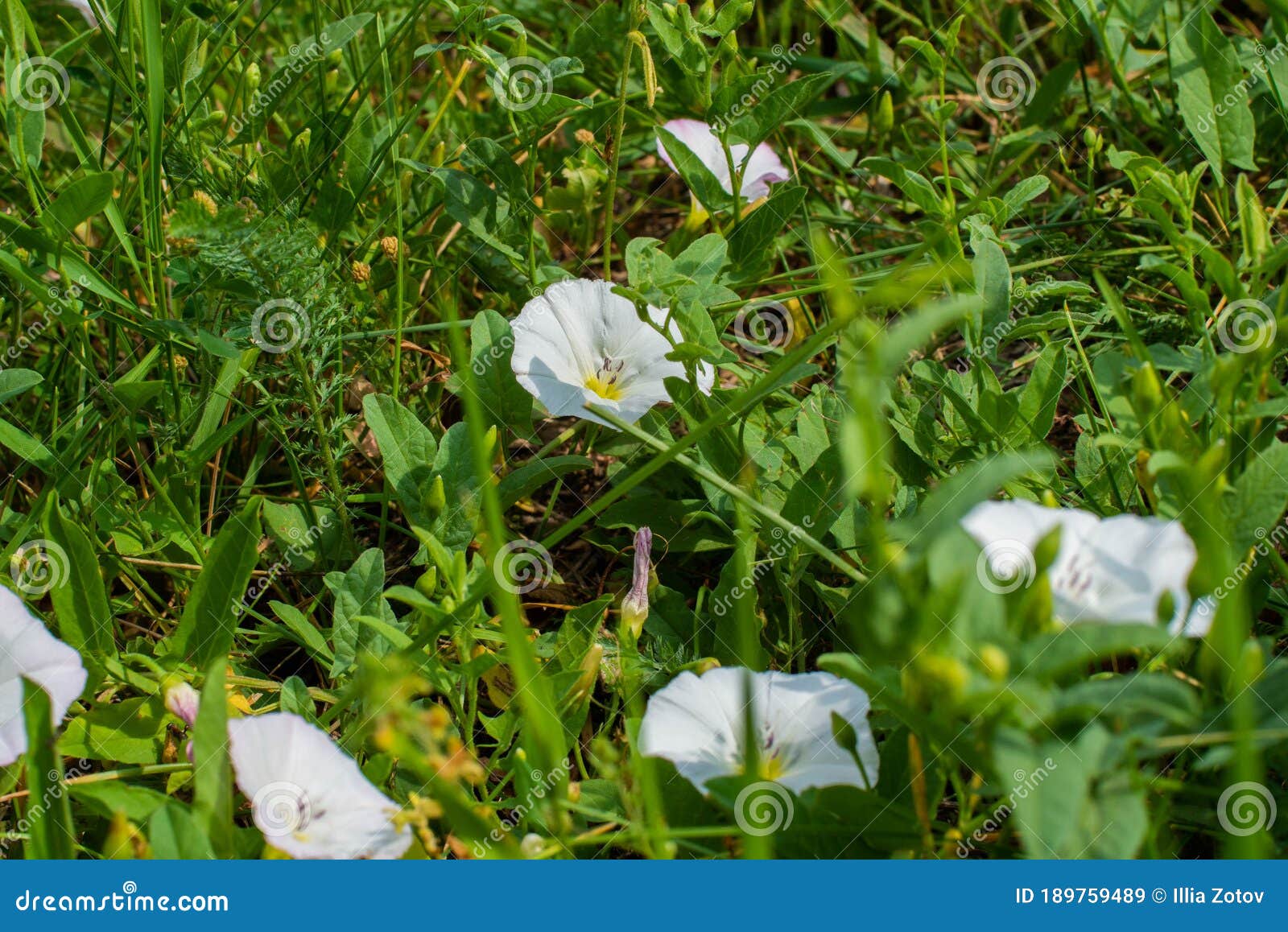 En Hierba Verde Mezclada Flores Blancas De Una Flor De Hierba De Maleza De Abedul Y Flor. Césped De Campo. Luz Solar. Foto Vívida Imagen de archivo - Imagen de pasto, prado: En Hierba Verde Mezclada Flores Blancas De Una Flor De Hierba De Maleza De Abedul Y Flor. Césped De Campo. Luz Solar. Foto Vívida Imagen de archivo - Imagen de pasto, prado: