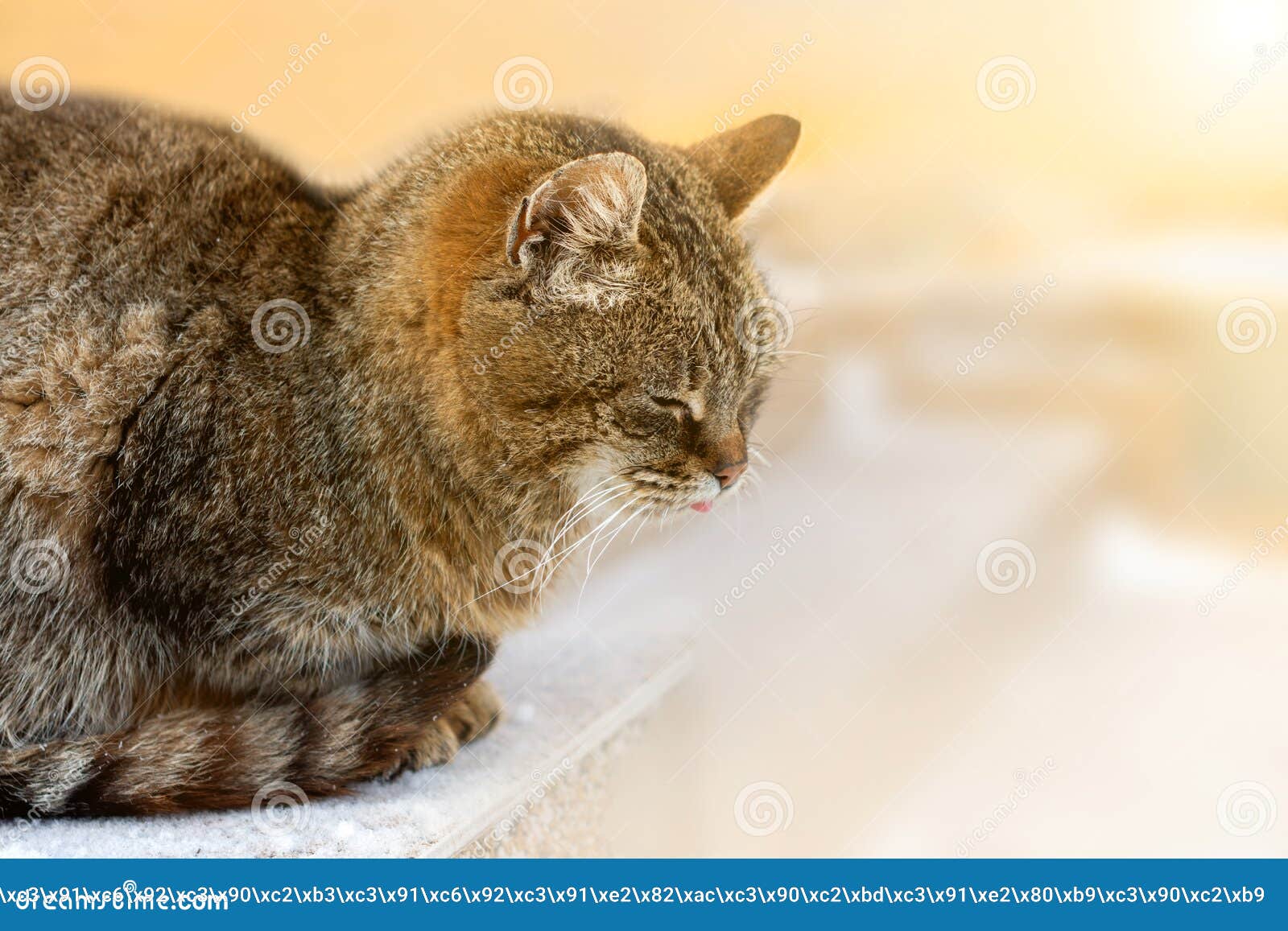 En Hiver Un Chat Gris Et Marron Se Pose Et Montre Sa Langue Fond Flou Jaune Image Stock Image Du Affame Cheveu En Hiver Un Chat Gris Et Marron Se Pose Et Montre Sa Langue Fond Flou Jaune Image Stock Image Du Affame Cheveu