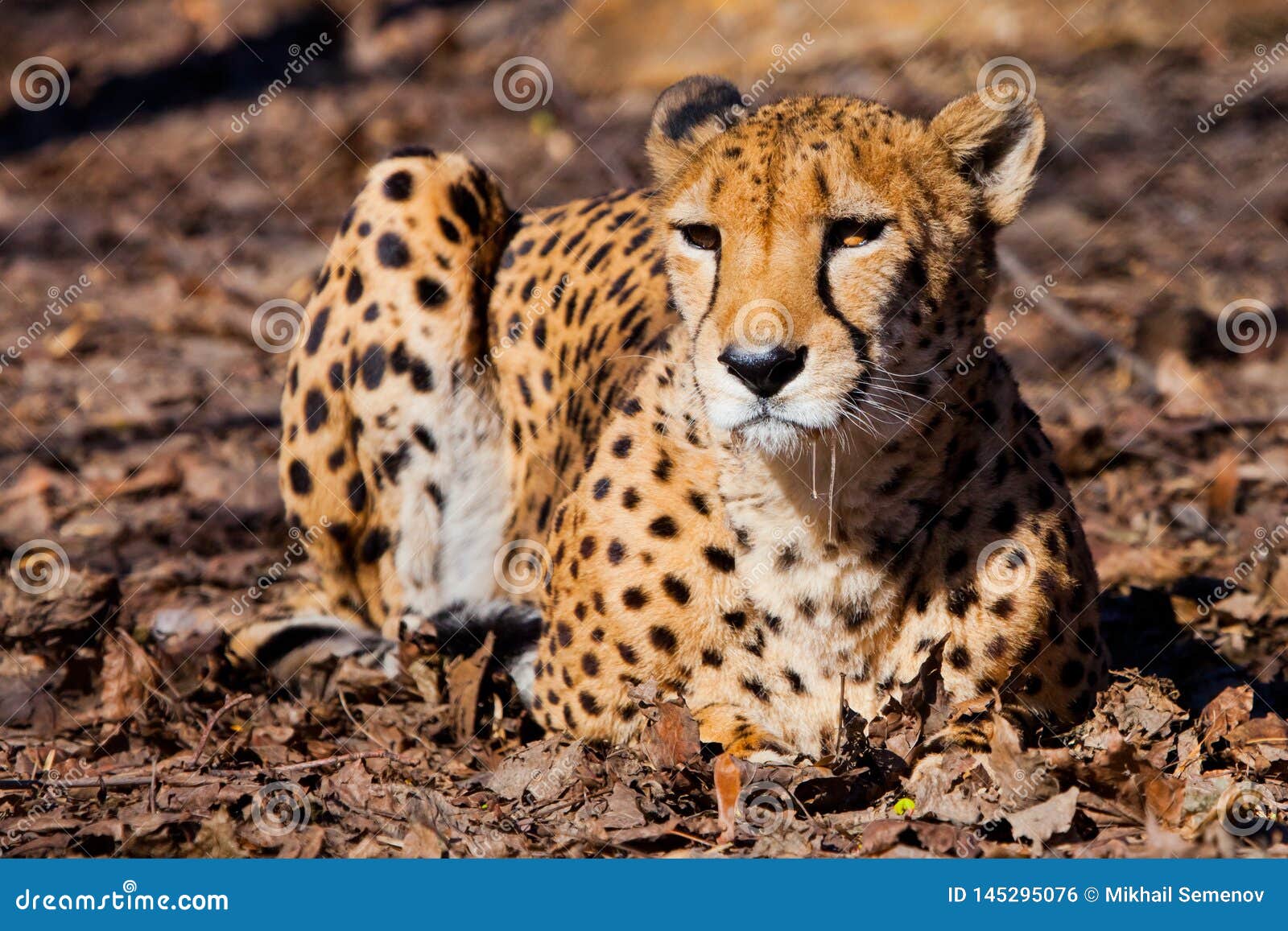 A bright red cheetah is resting and looking down on a withered grass in the rays of the setting sun, a big beautiful predatory cat