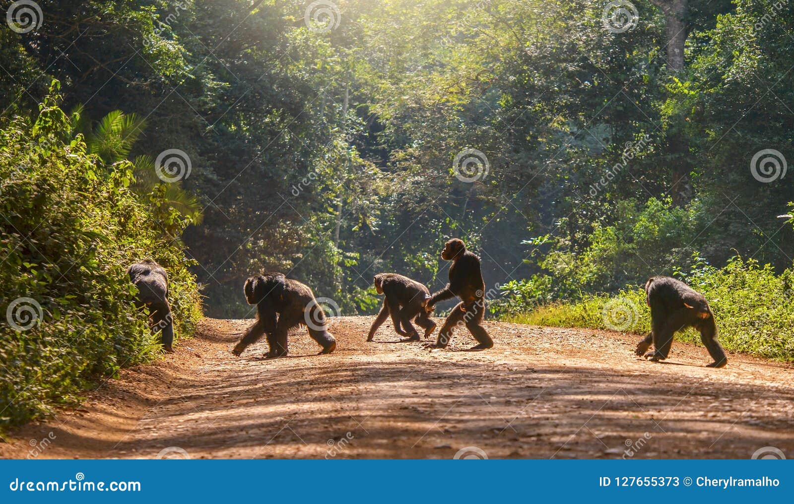 En lös schimpans i Uganda går upprätt som en människa. Intressera djurt uppförande, med en manlig schimpans som upprätt går, som en människa, över en grusväg som omges av skogen är de andra fyra schimpanserna, inflyttningen den vanliga vägen, med knogar till jordningen uganda