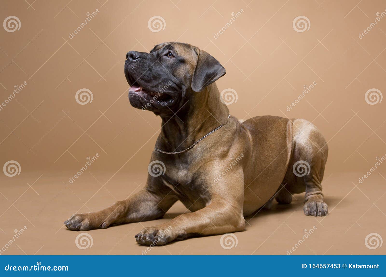 En Stor Röd Hund Av Rasen Sydafrikas Boerboel Finns I En Fotostudio Med Röd Bakgrund Fotografering Bildbyråer - av hund, 164657453