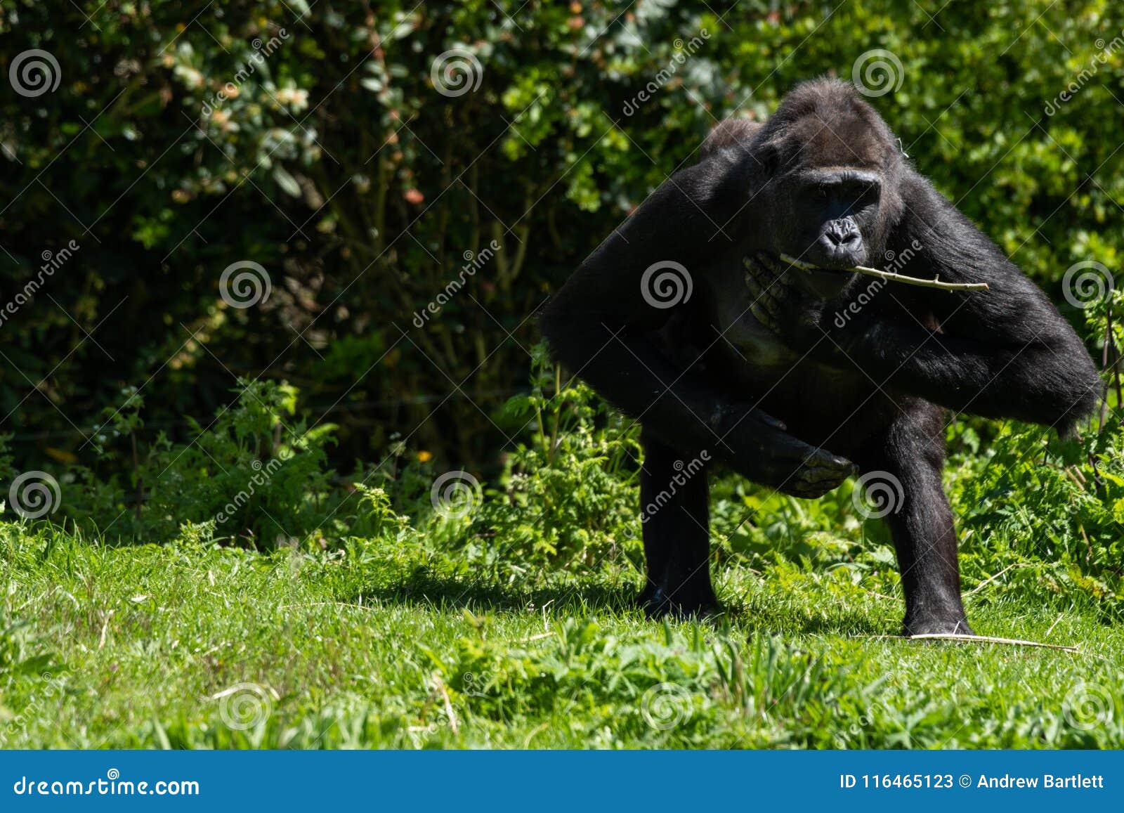 En vuxen gorilla för västra lågland på Bristol Zoo, UK. En gorilla för västra lågland för vuxen kvinnlig i gorillabilagan på Bristol Zoo, Gloucestershire, UK