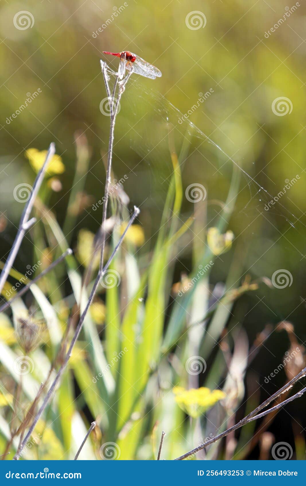 enallagma cyathigerum. liblula azul sobre una flor de pradera. una liblula de dragn de proximidad con ojos grandes se sienta en un