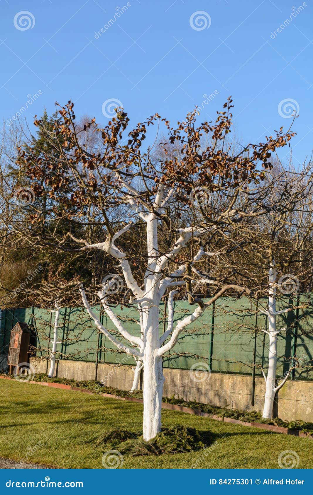 Encalado Como Protección Para Los árboles Frutales Imagen de archivo -  Imagen de invierno, helada: 84275301