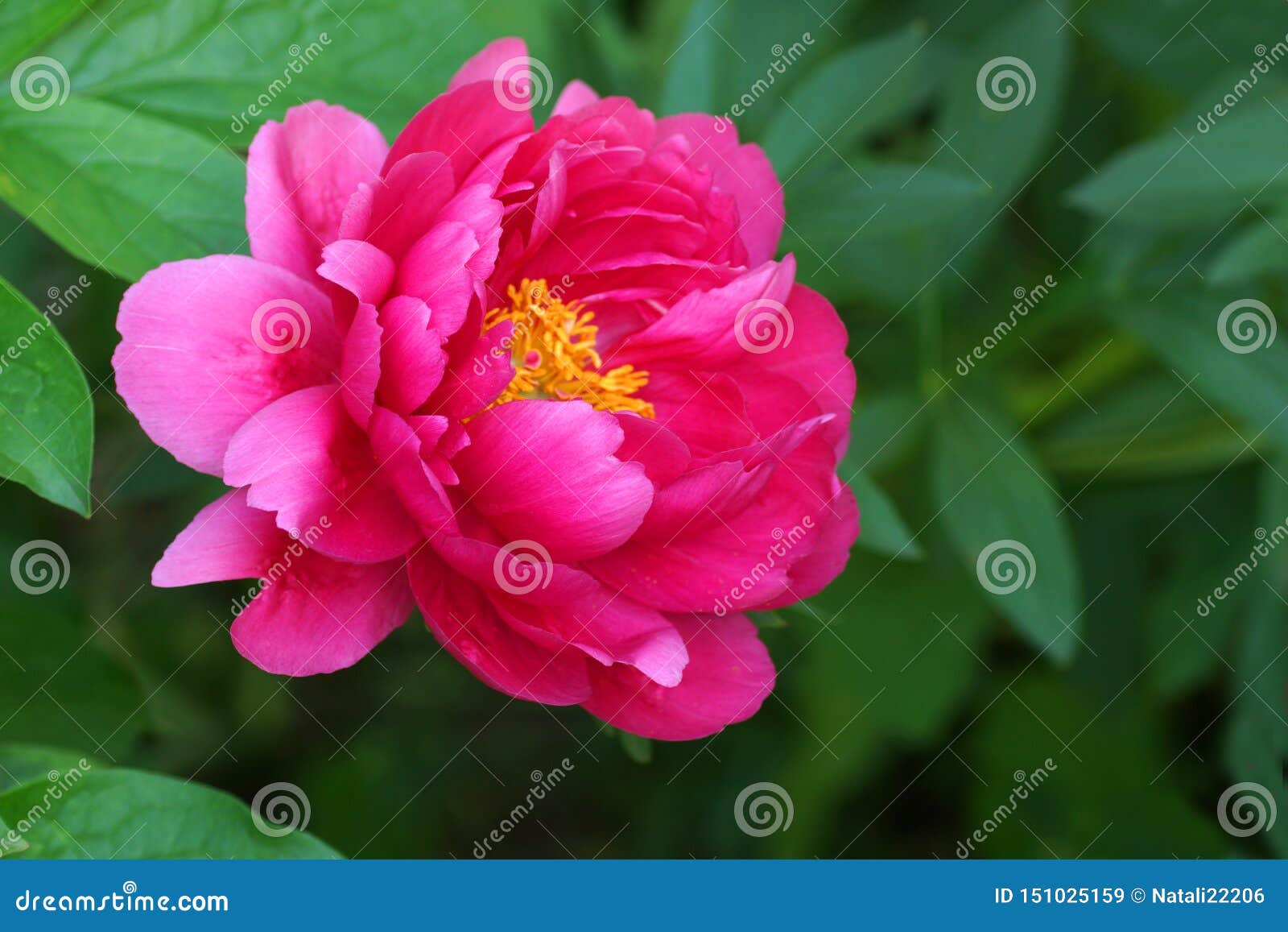 China's National Flower Peony, It Is Symbolizing, Status, Riches And Honor,  Lofty, Authority Stock Photo, Picture And Royalty Free Image |  