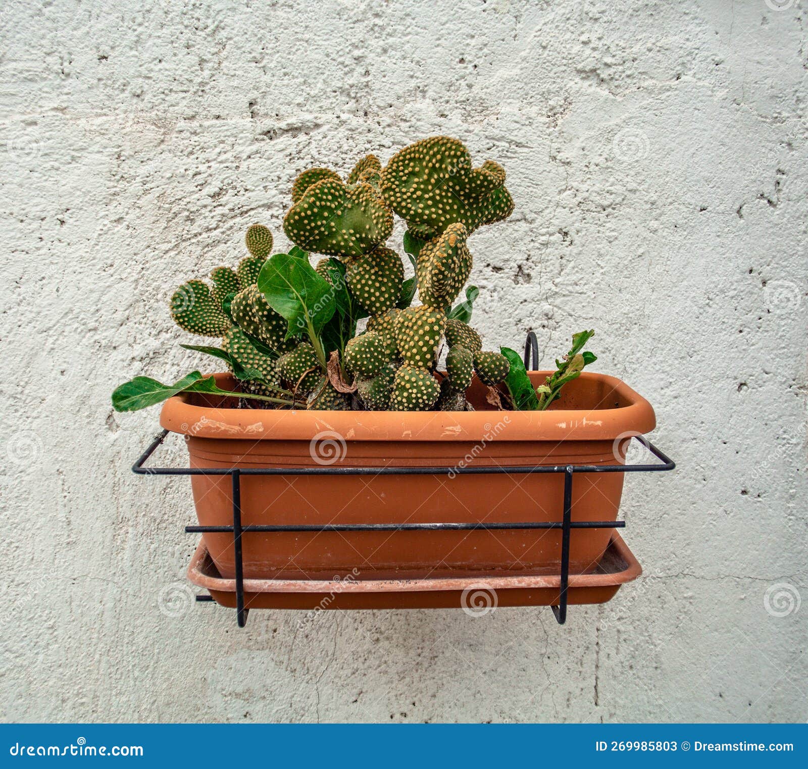 Encanto Rústico : Cactus Colgante El Plantador Sobre La Pared Blanca Imagen de - Imagen de plantador, encanto: 269985803