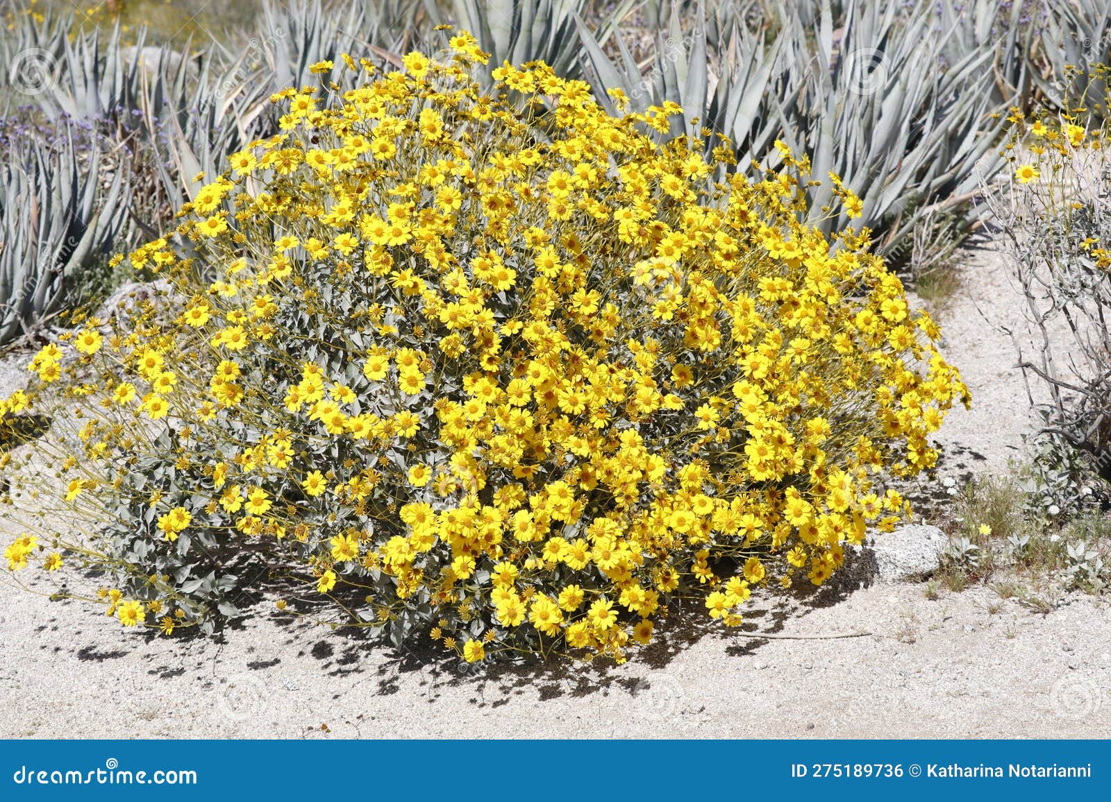 desert bloom series - brittlebush - encelia farinosa