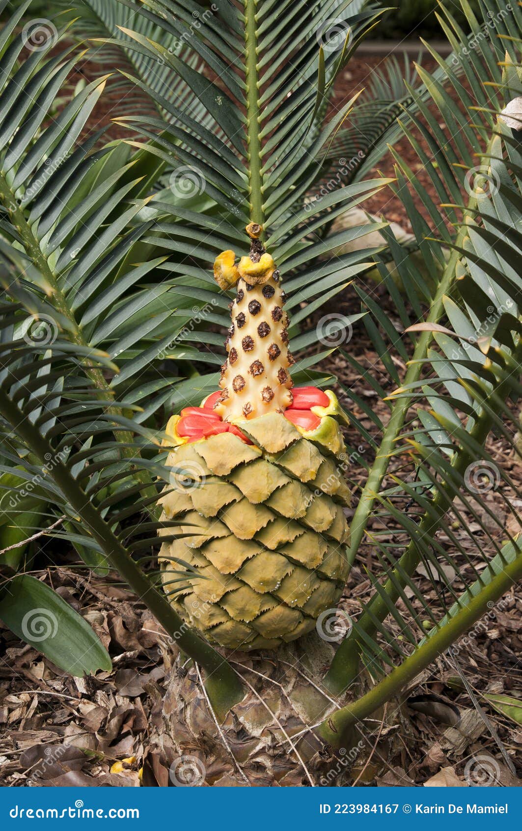 encephalartos cerinus or waxen cycad with inside of cone exposed