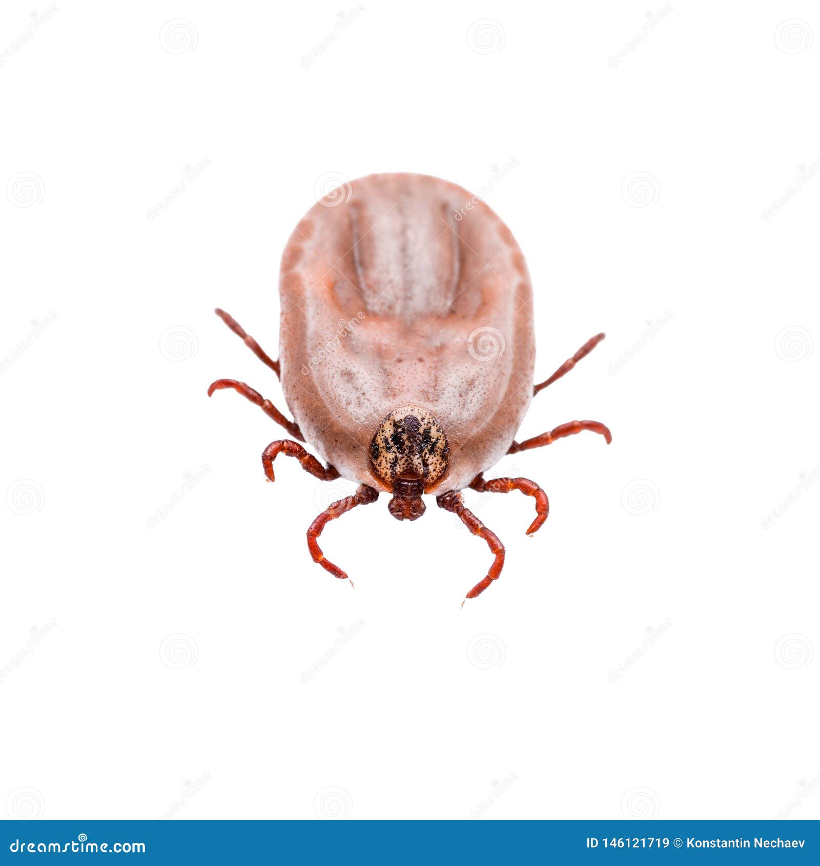 encephalitis virus or lyme disease infected tick arachnid insect  on white