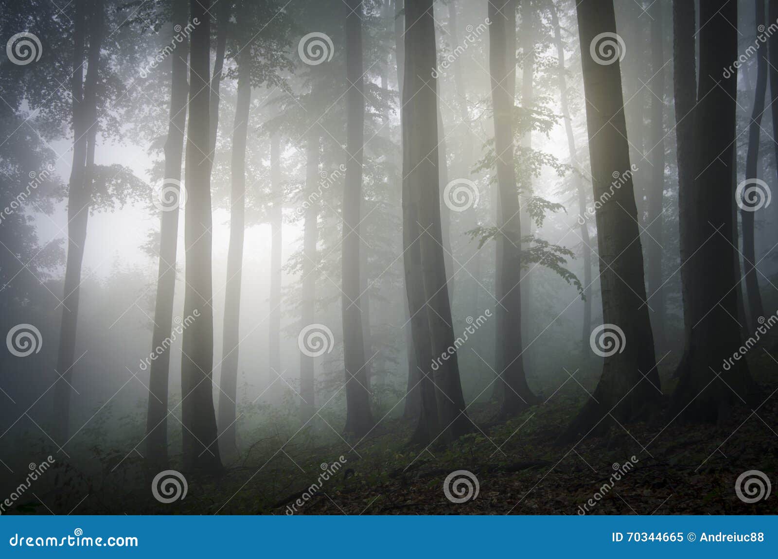 Enchanted Fantasy Mystical Mysterious Forest With Fog Stock Image Image Of Mood Magical