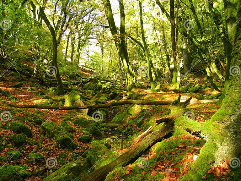 The Enchanted Forest stock photo. Image of kingdom, christopher - 368978