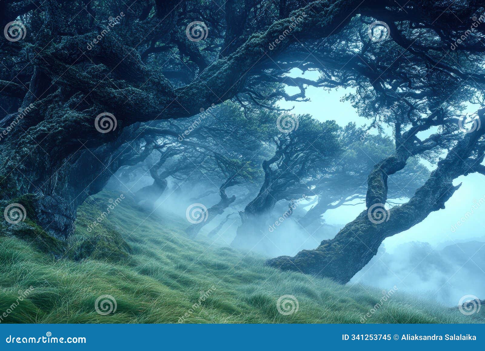 enchanted forest, a misty forest stretches out with ancient trees shrouded in delicate fog, creating a dreamy wilderness