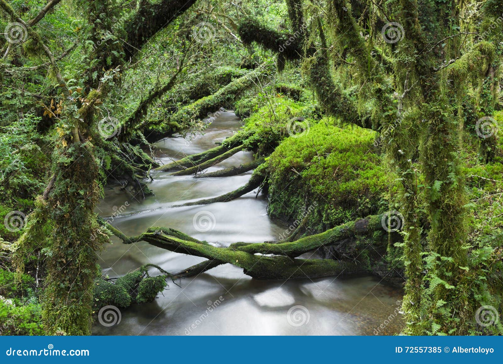 enchanted forest, queulat national park, chile