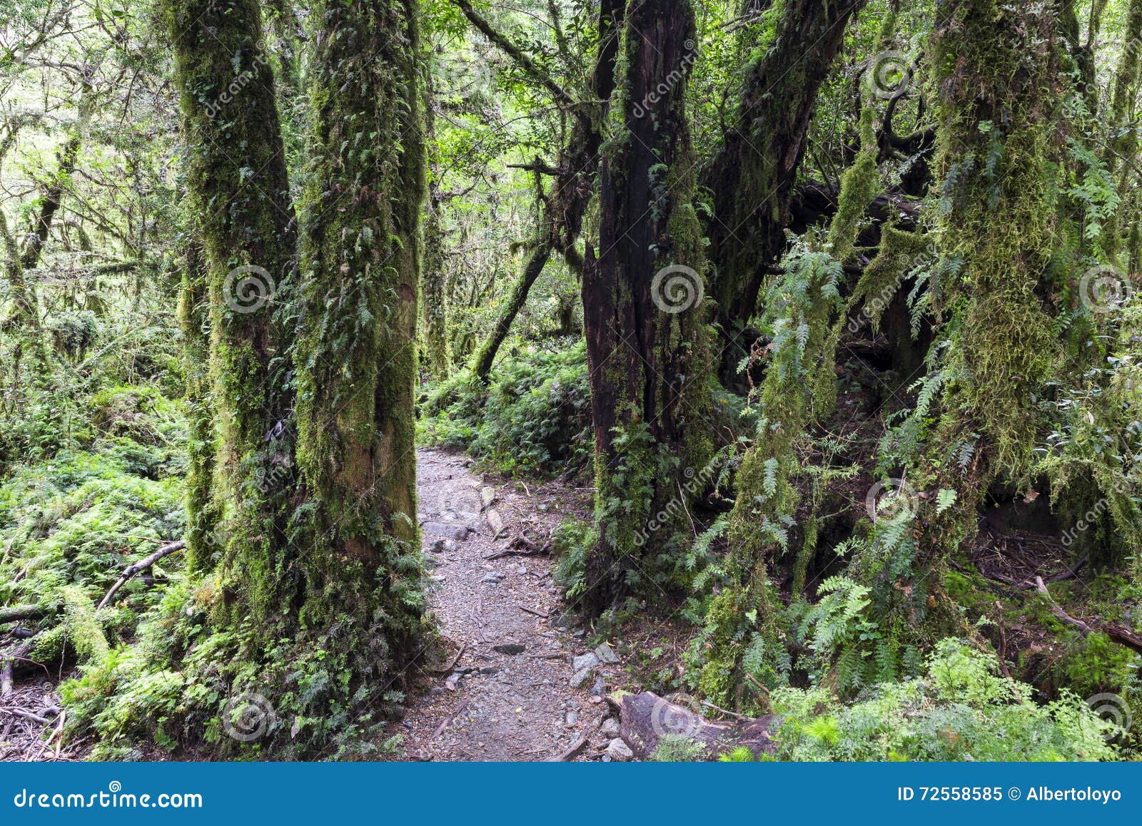 enchanted forest, queulat national park (chile)