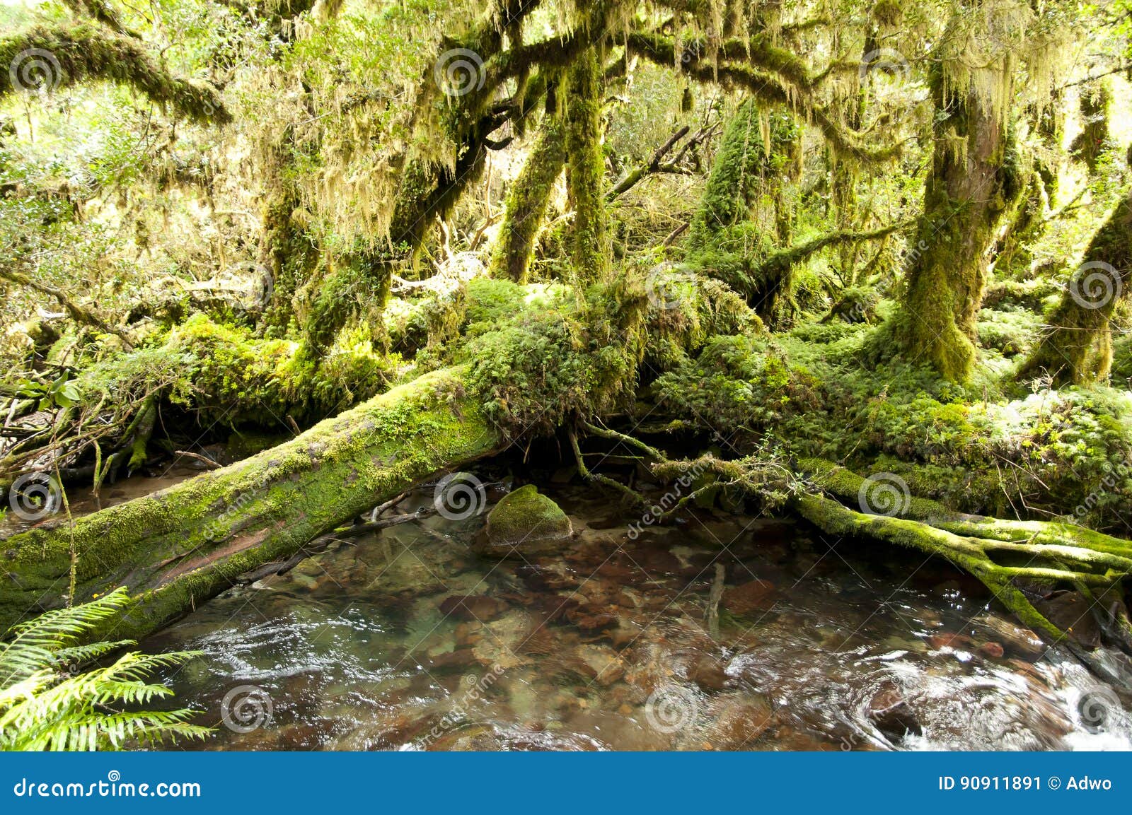 enchanted forest - queulat national park - chile