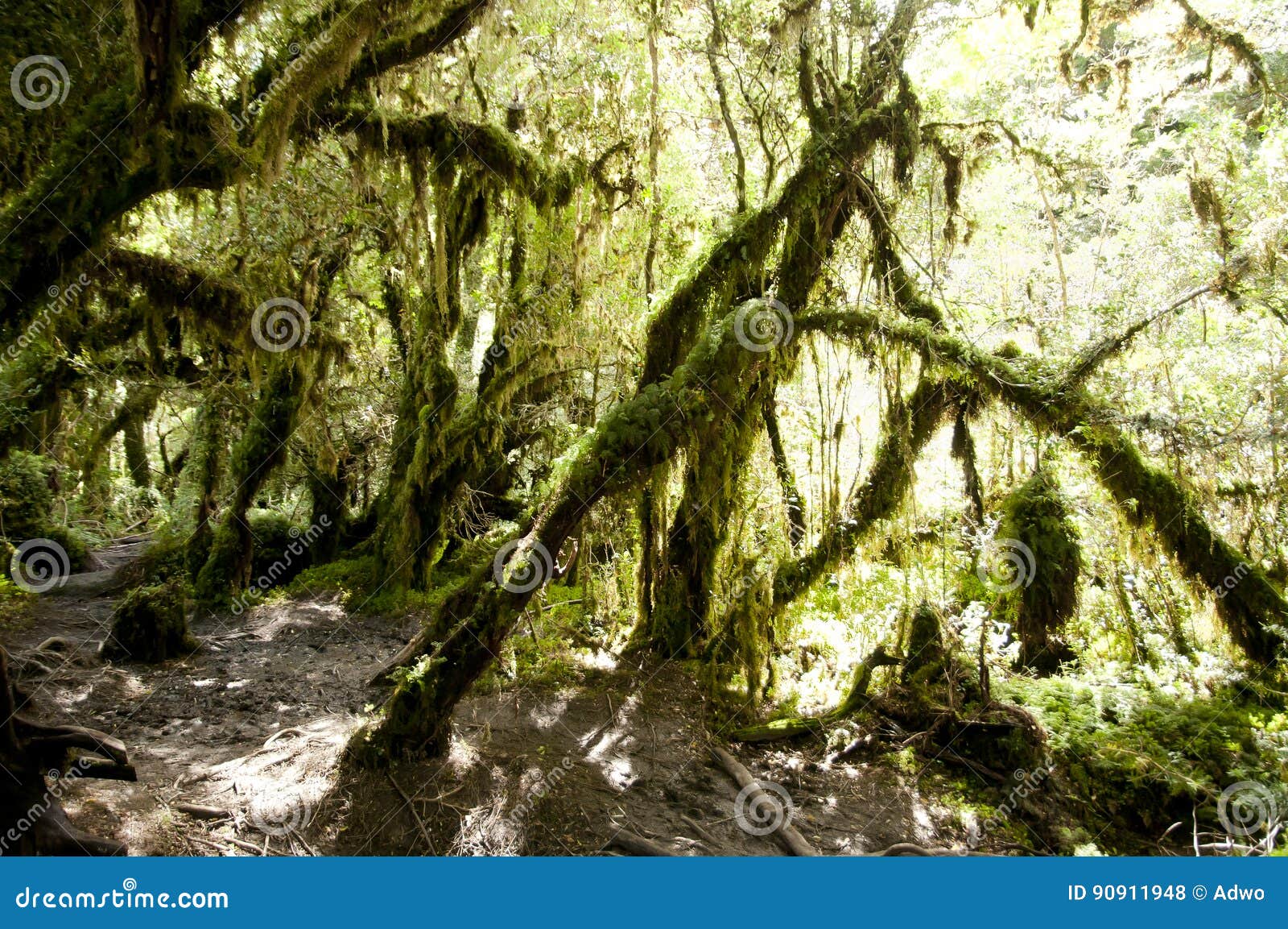 enchanted forest - queulat national park - chile