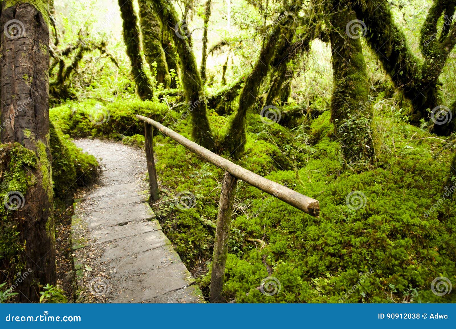 enchanted forest - queulat national park - chile