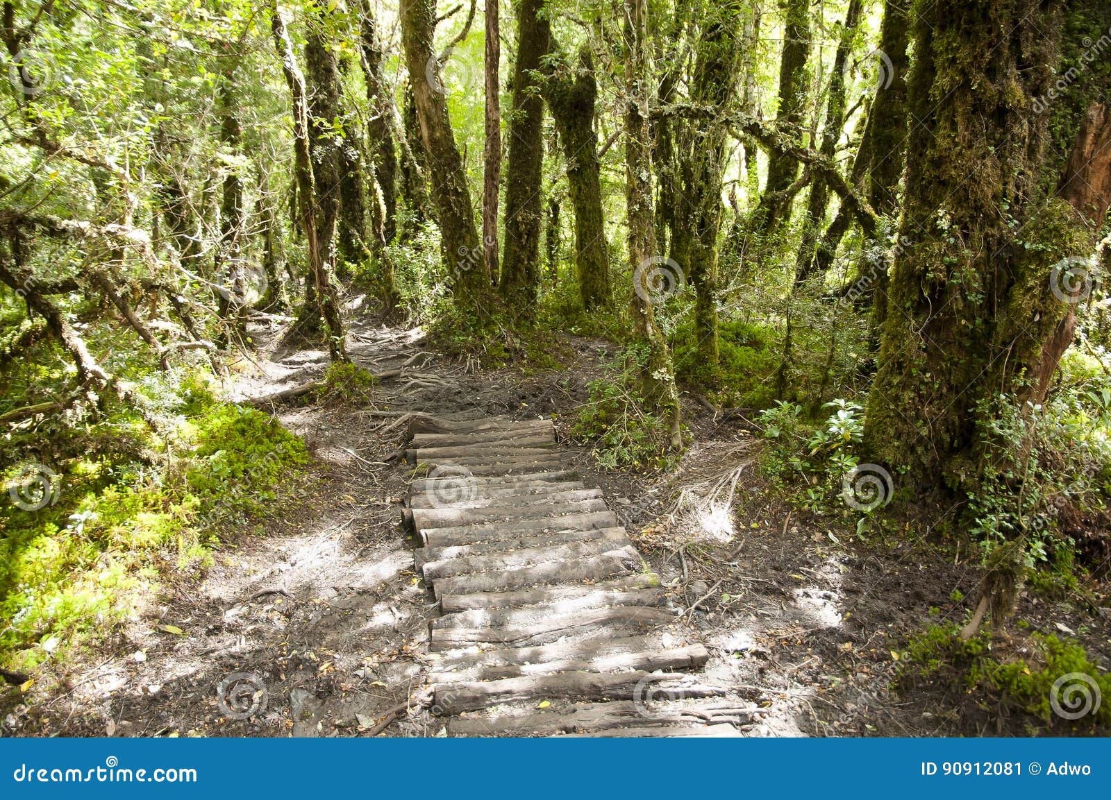 enchanted forest - queulat national park - chile