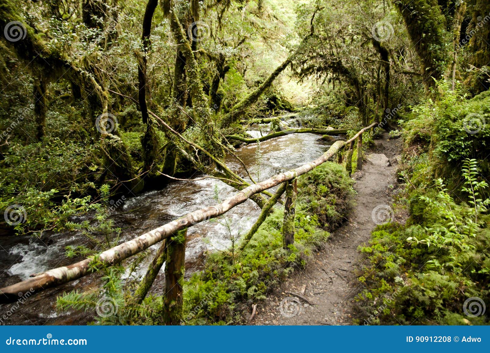 enchanted forest - queulat national park - chile