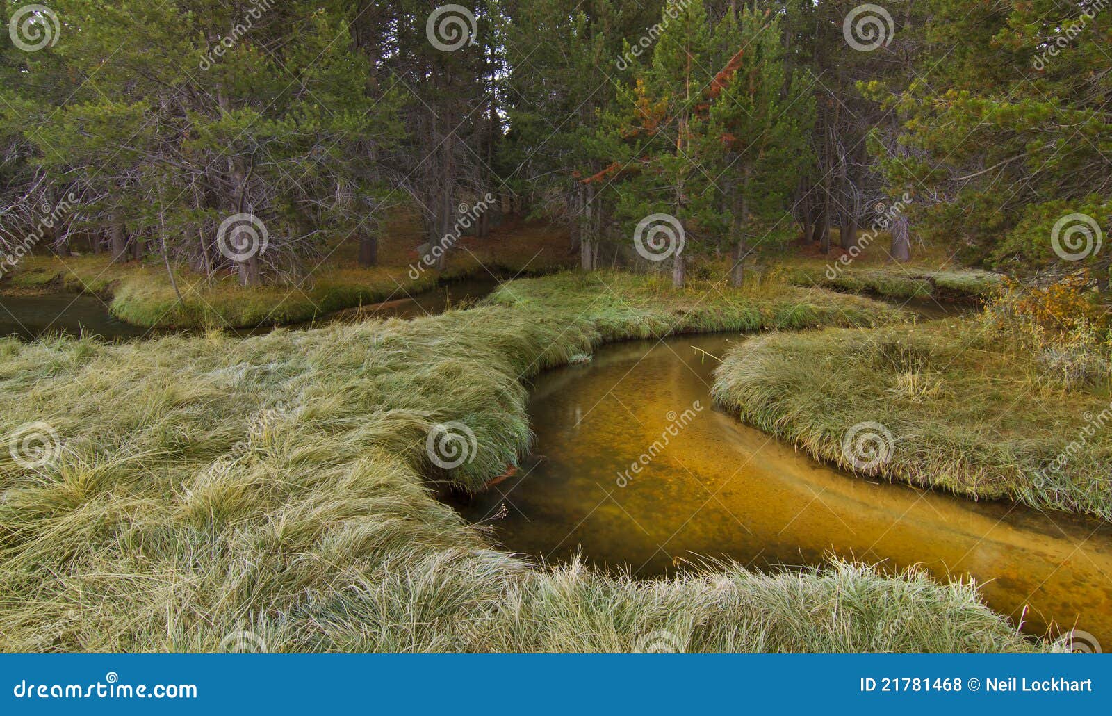 enchanted forest stream