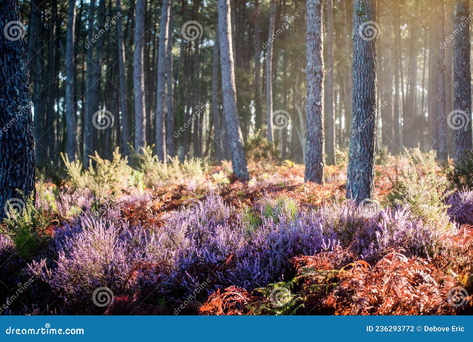 enchanting landscape of the landes forest