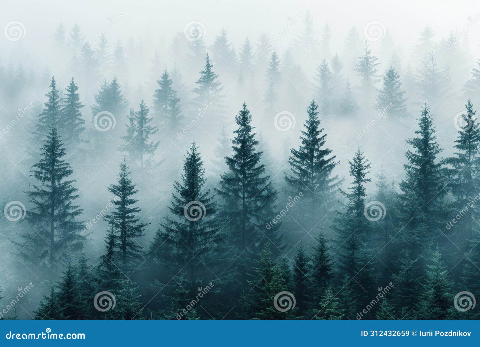 enchanting misty forest landscape with tall pine trees on a foggy morning