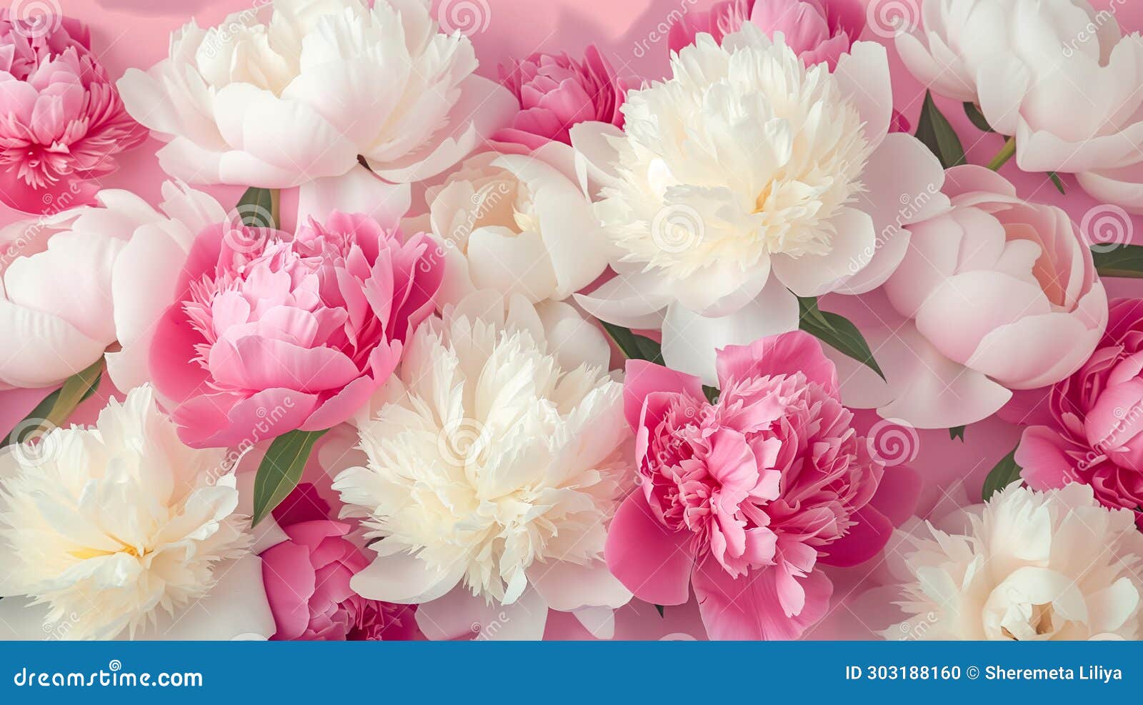 Enchanting Peony Wallpaper in Pink and White Stock Illustration
