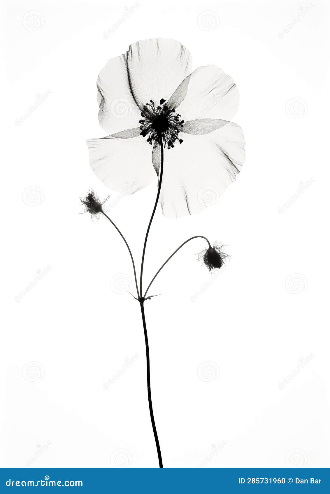 a beautiful delicate flower with a transparent glow. generative ai