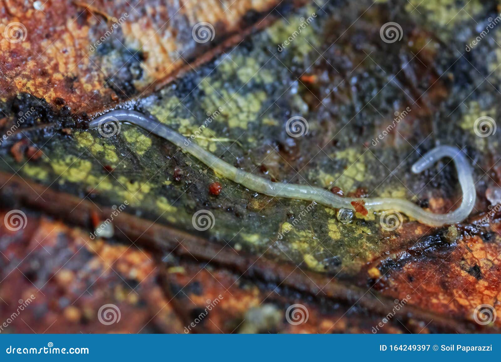 Enchytraeidae Lives on a Beech Leaf Stock Image - Image of view, poster ...