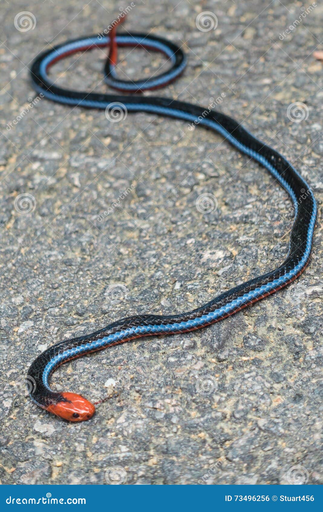 Черная змея на голове пятна. Calliophis bivirgata. Черная змея с красной головой. Черная змея с оранжевой головой. Черная змея с оранжевыми пятнами.