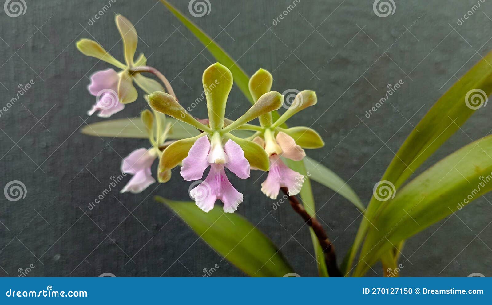 encyclia diurna very fragrant flower orchids