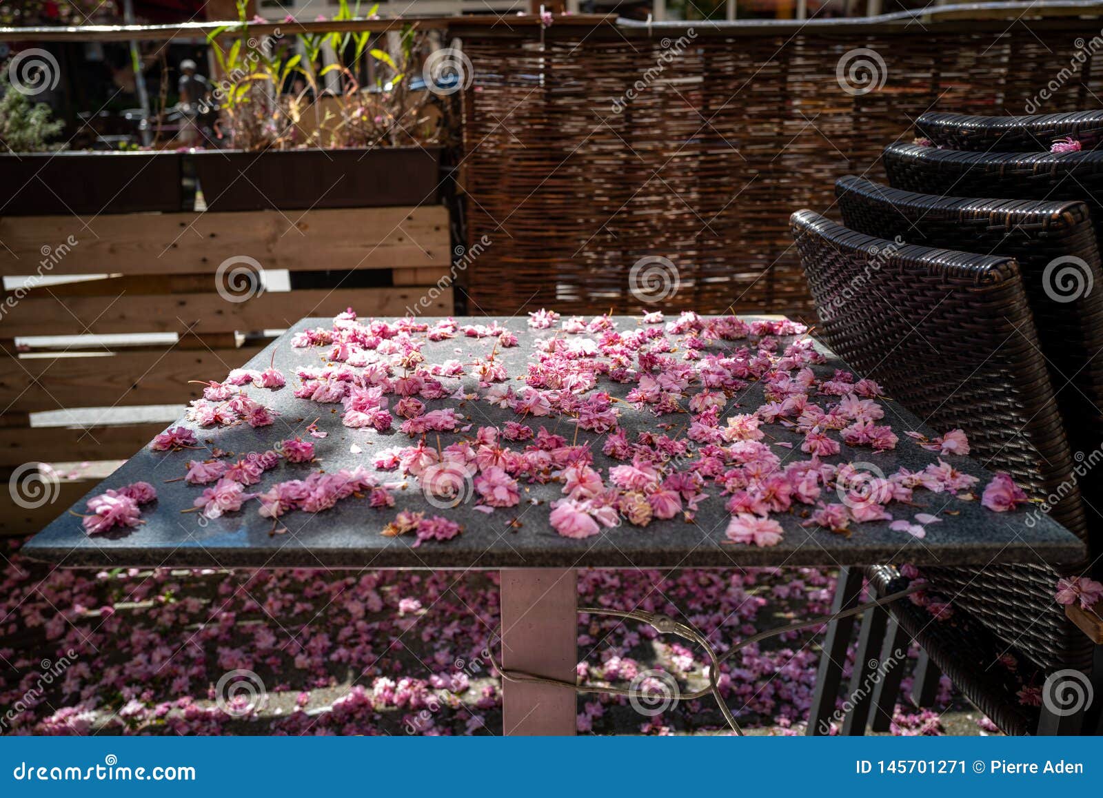 The End of the Cherry Blossom Season Stock Image Image of park, grass