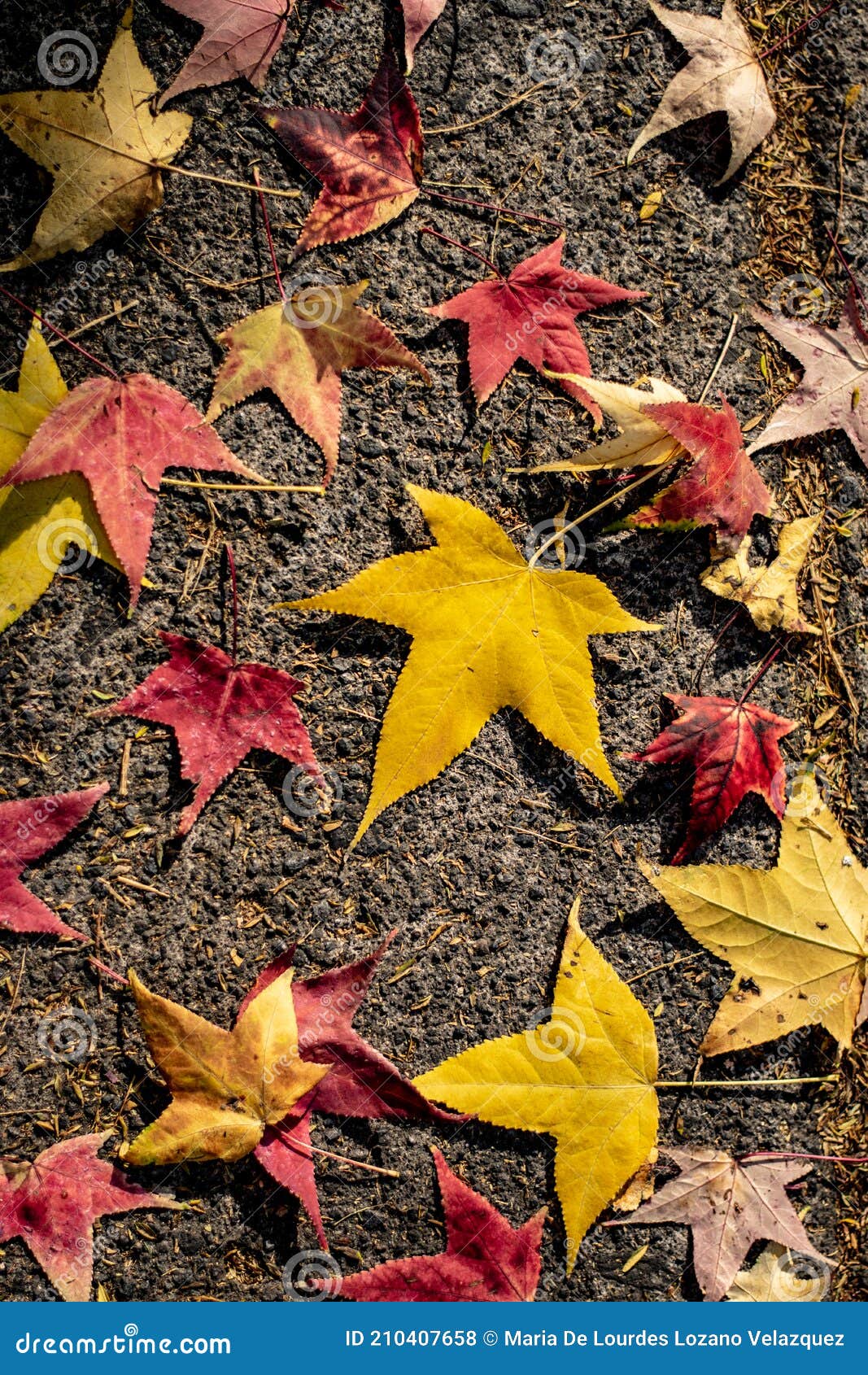 end of the cycle, street autumn leaves