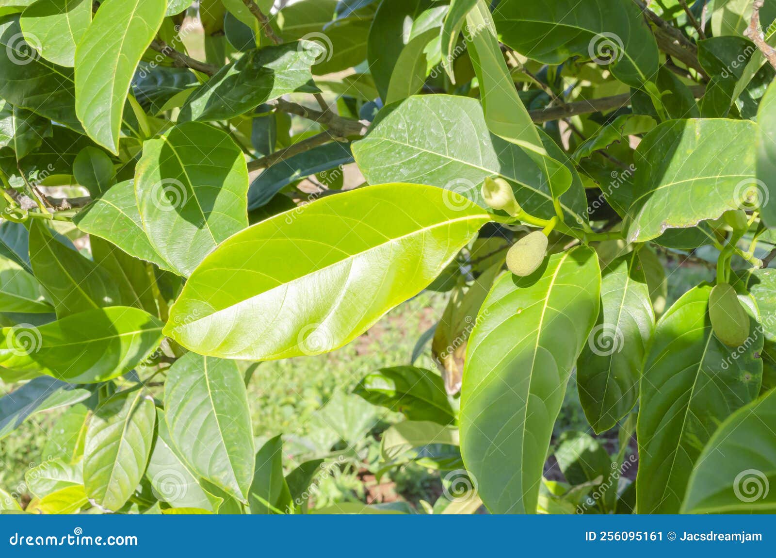 Jackfruit Tree Leaf stock image. Image of angiosperms 256095161