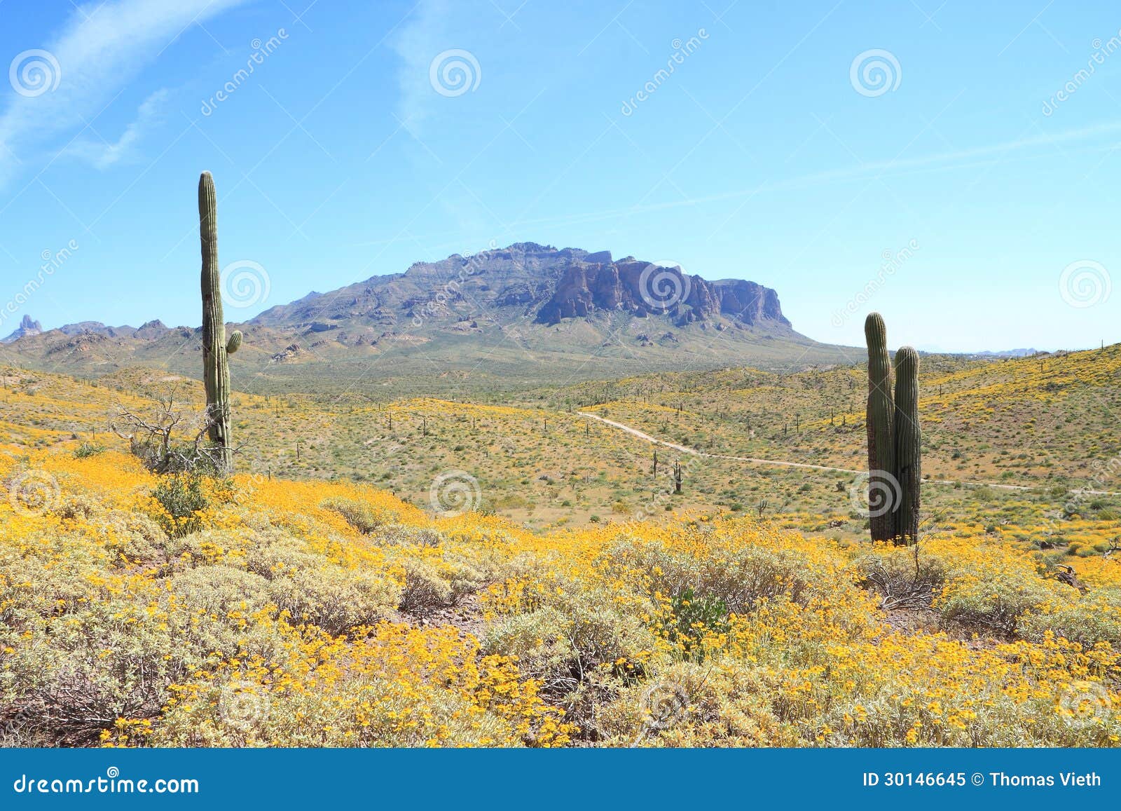 usa, az: blooming sonoran desert - landscape