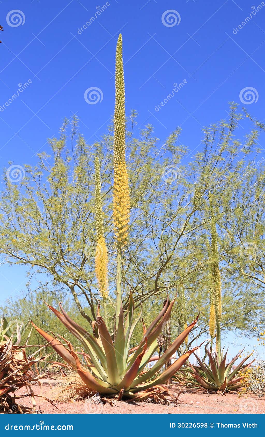 usa, arizona: blooming utah agave