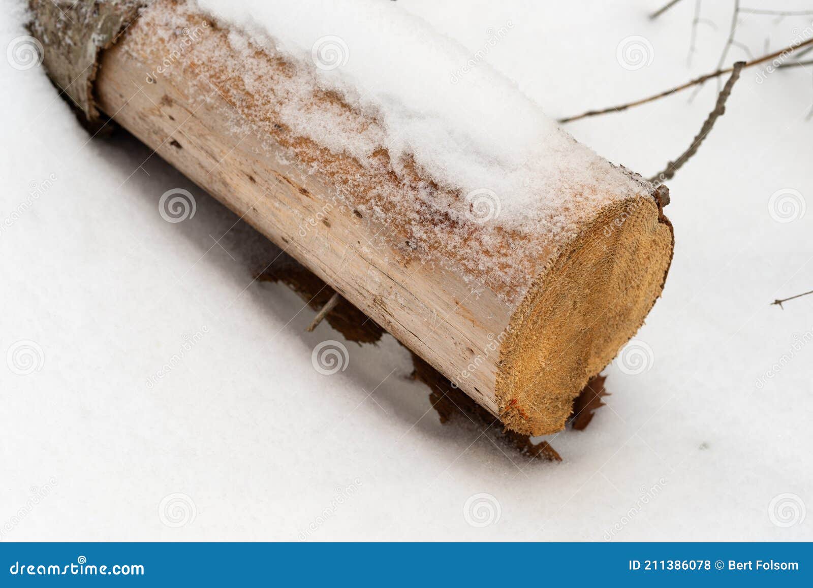 Medium View of the End of an Old Pine Tree Cut Off at the with Snow