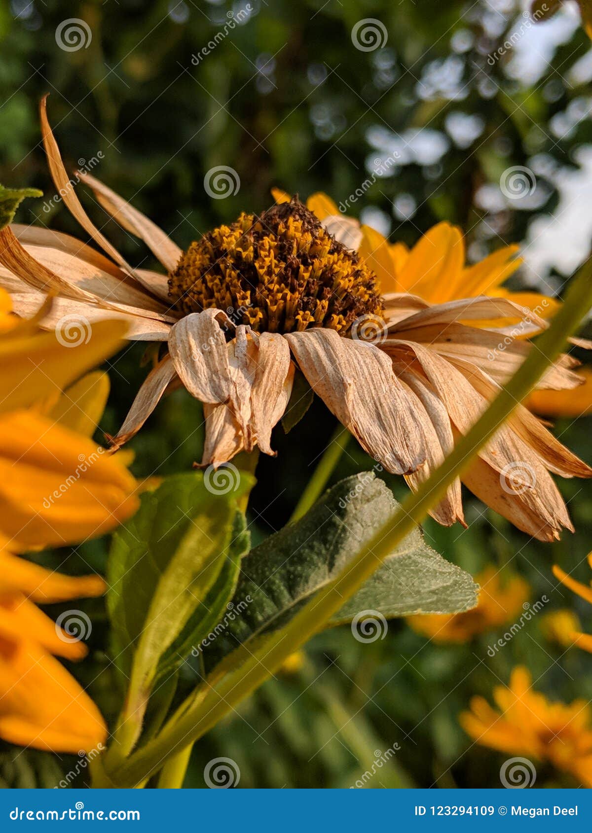 Dying flower stock image. Image of flower, summer, yellow 123294109