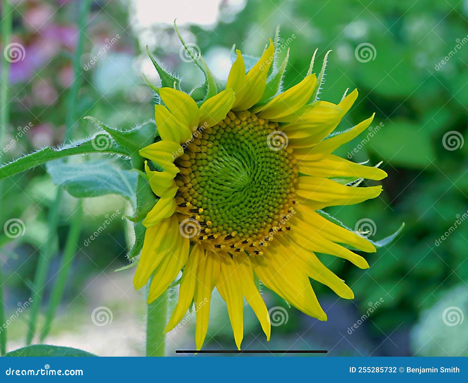Sunflowers To Finish Summer Stock Photo Image of flowering