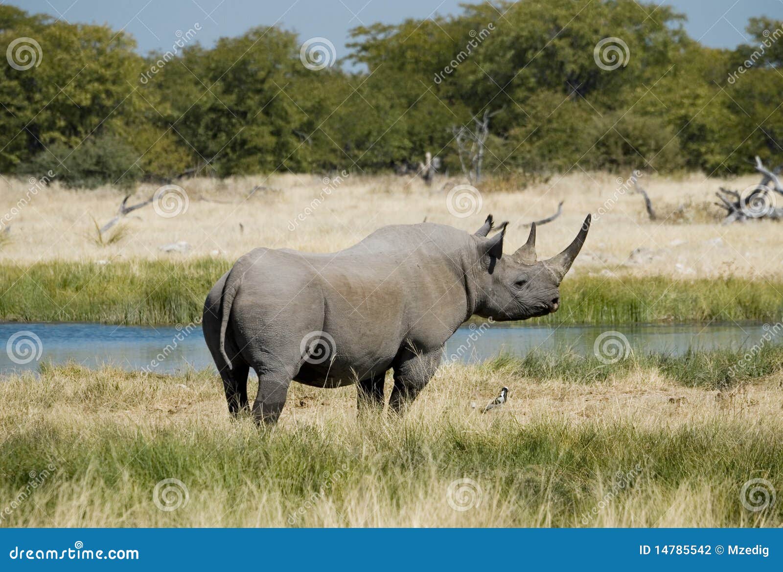 endangered african black rhino